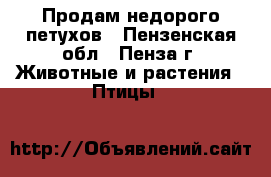 Продам недорого петухов - Пензенская обл., Пенза г. Животные и растения » Птицы   